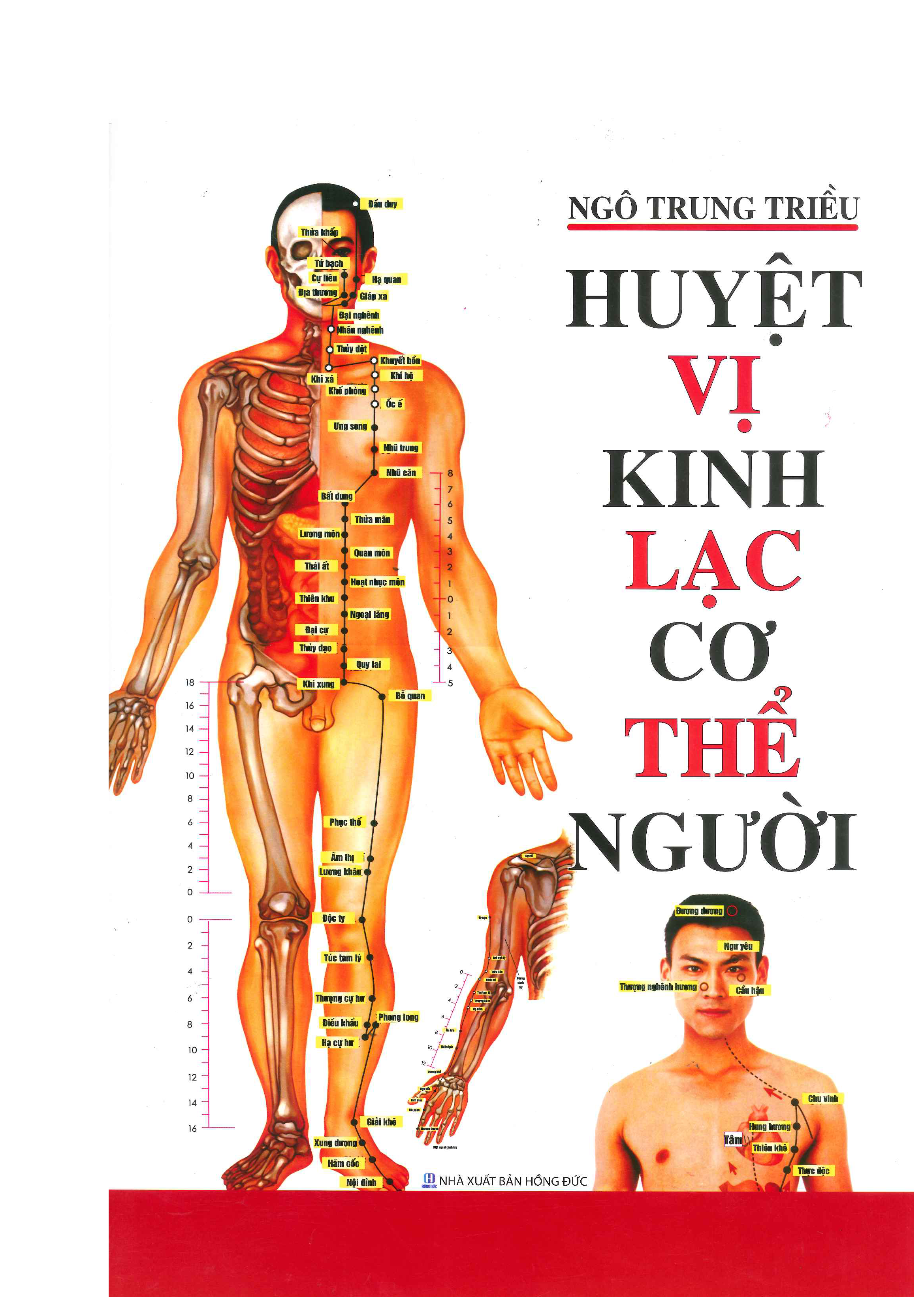 Huyệt Vị Kinh Lạc Cơ Thể Người